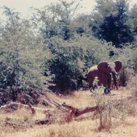 An excerpt from the autobiographical novel Sunset in Wajir